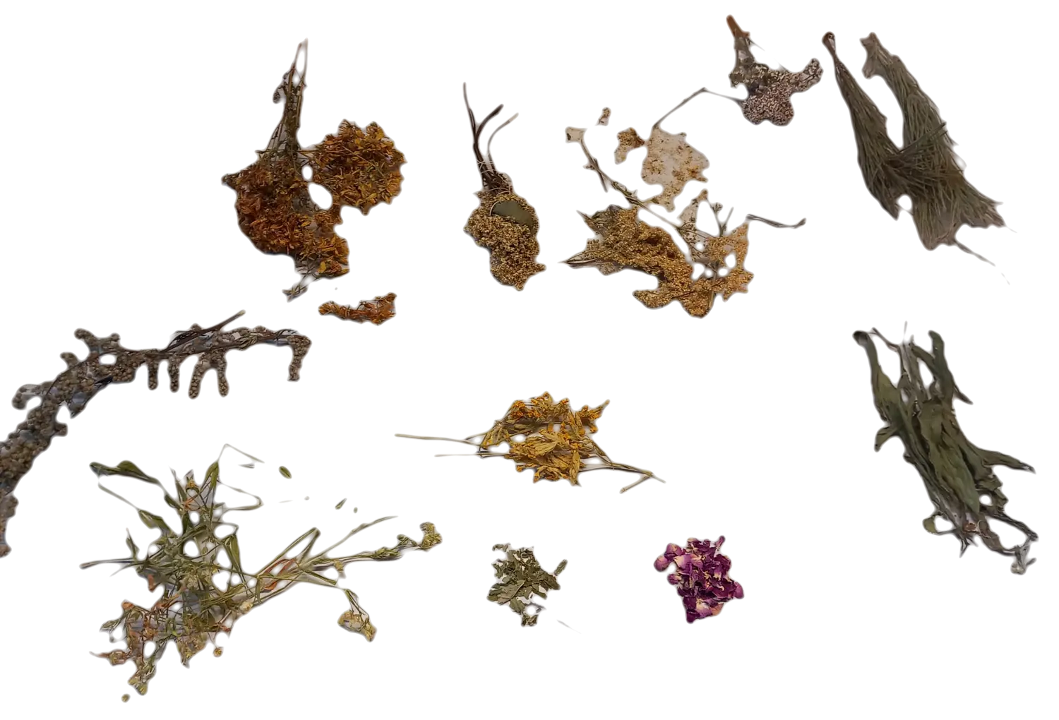Theas gesammelte und getrocknete Kräuter: Johanniskraut, Schafgarbe, Beifuß, Dost, Rosenblüten und andere