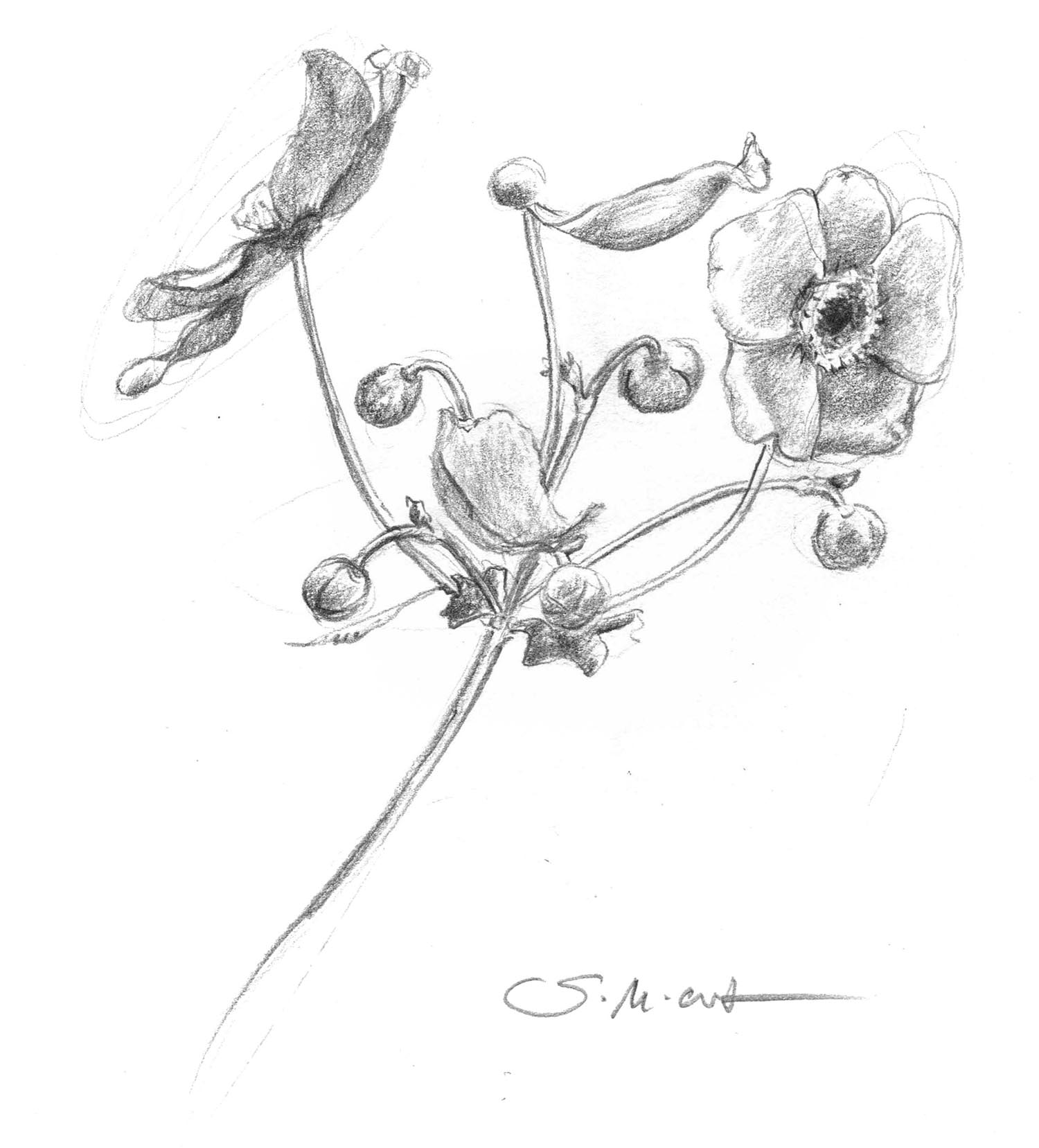 Bleistiftzeichnung von Anemonen