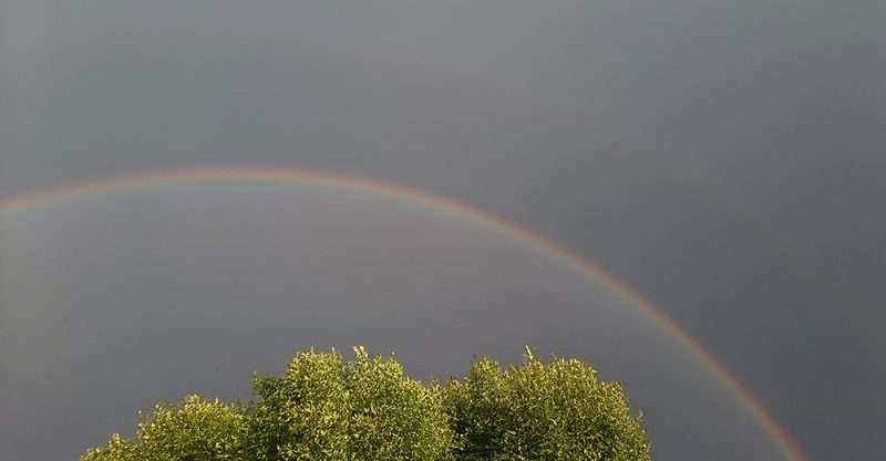 Doppelter Regenbogen über Baumwipfeln