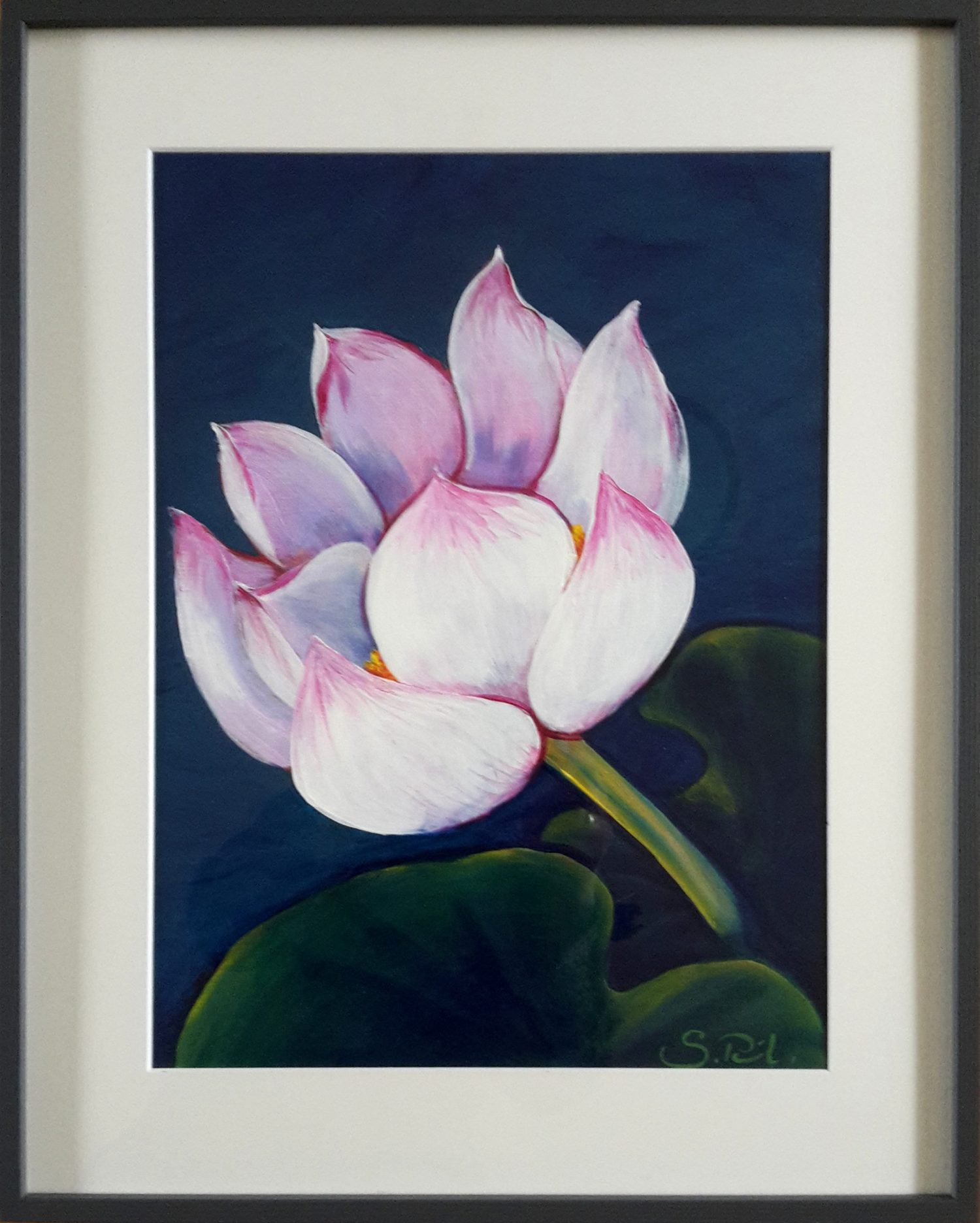 Lotus - Erblühen